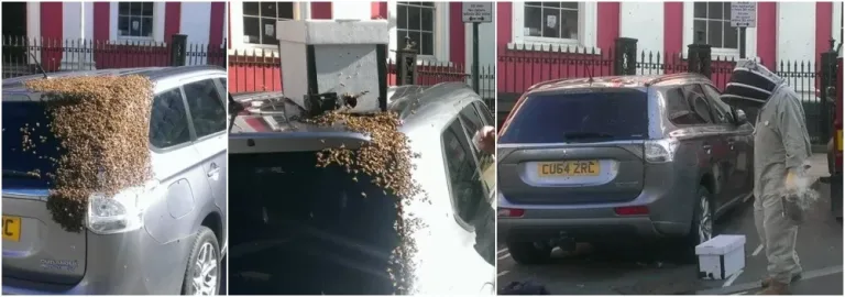 She parked her car one day to do some shopping, but when she returned, she saw that hundreds of unwanted guests had attacked her car.