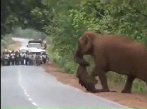 They Blocked Off The Road After Realizing What This Elephant Was Carrying With Its Trunk