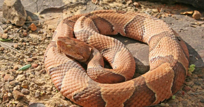 Snake bite signs and first aid you need to know