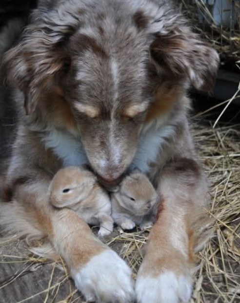 I CAUGHT MY DOG HIDING SOMETHING—AND IT CHANGED EVERYTHING I THOUGHT I KNEW