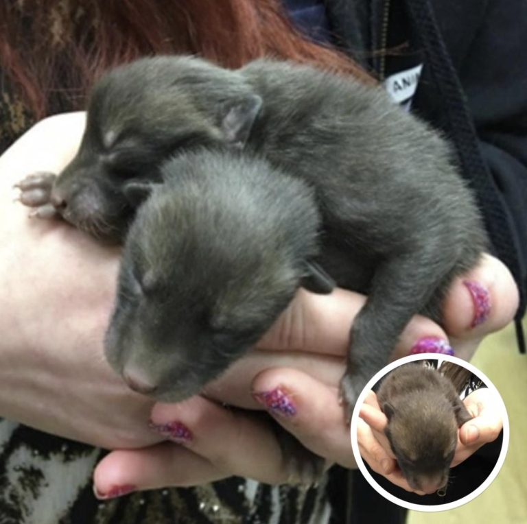 Man Finds 5 ‘Puppies’ Under Old Mattress, Week Later He Realizes What They Really Are