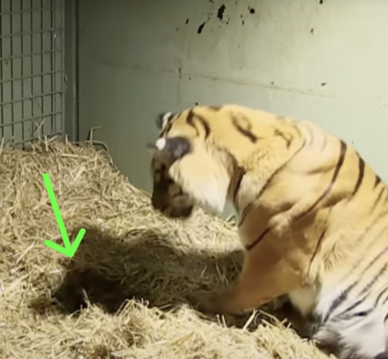 Tiger Mother Gives Birth To Lifeless Cub, Bystanders Left Stunned By Her Immediate Reaction