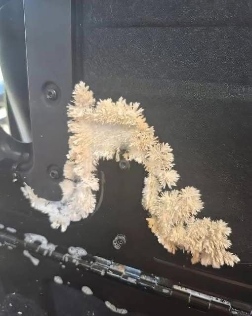 Under the back seat of my car, I noticed something very unusual that kept growing right before my eyes – I was shocked when I found out what it was