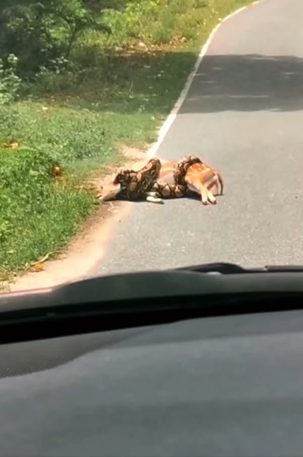 Deer’s Near-Death Encounter with Snake Turns into Dramatic Rescue by Brave Man