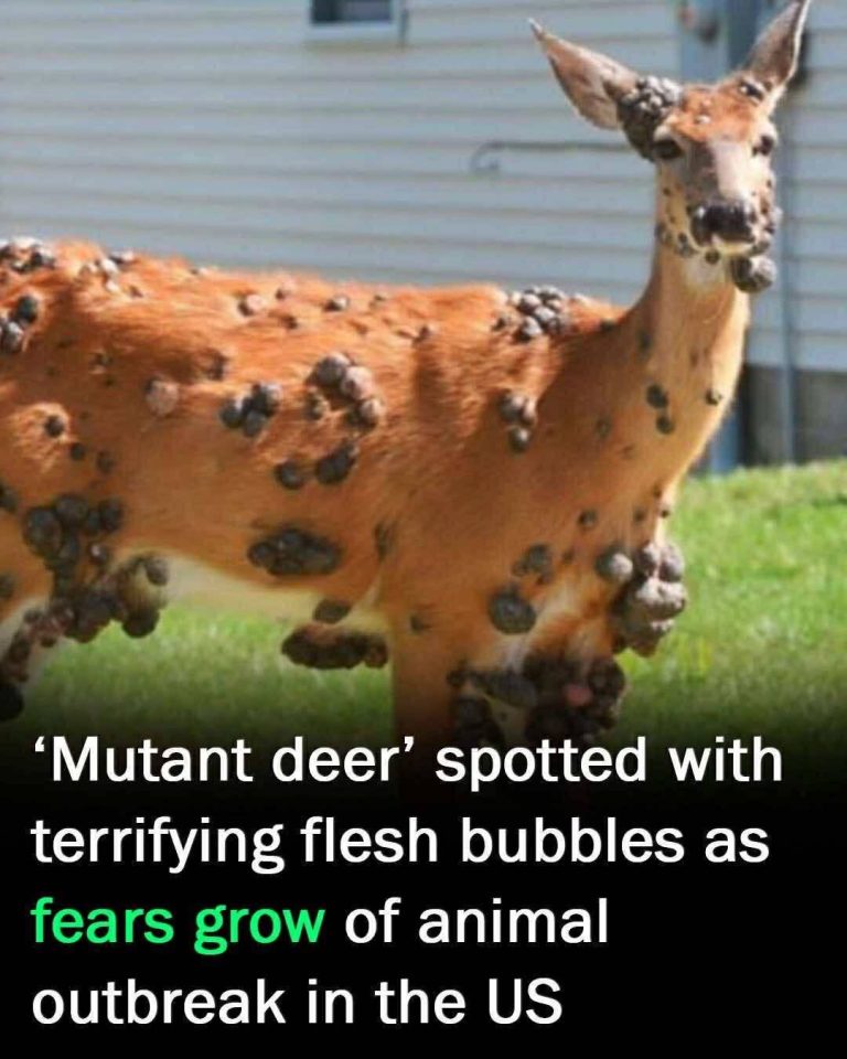 ‘Mutant deer’ with bubble skin sparks outbreak fears in US