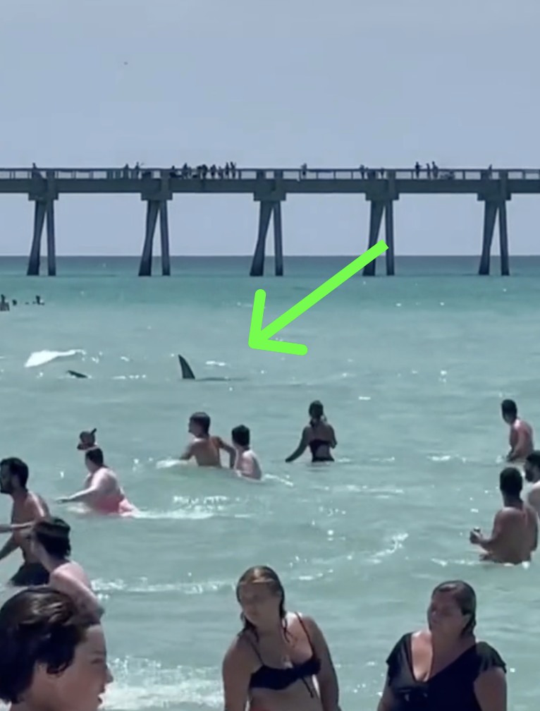 Disturbing Encounter With Sharks At Florida Beach Raises Safety Concerns