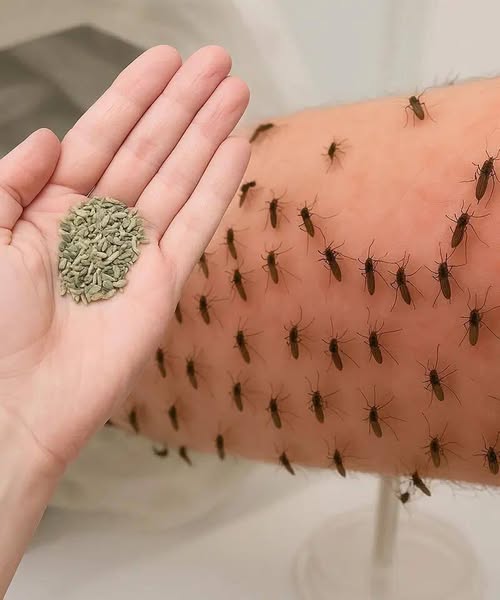 You’ll never see mosquitoes again if you do this