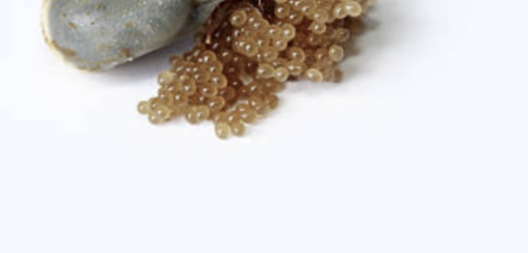 If You Spot These Eggs in Your Garden, Act Immediately!