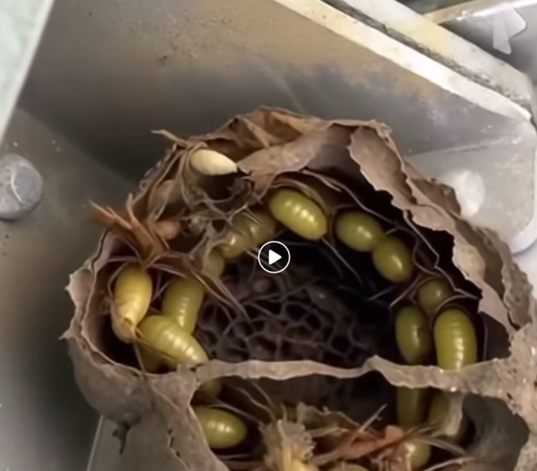 I went into the garage just to grab an old toolbox!