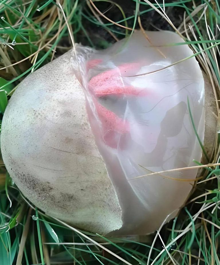 In the yard I found a slimy, reddish creature that emanated an unpleasant smell: I was horrified when I realized that it was