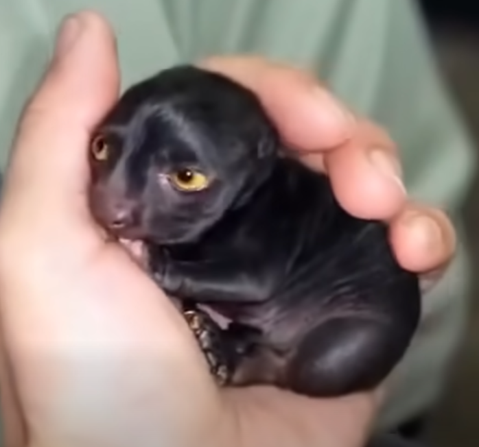 Man brought home a strange creature from the forest. A year later, he was sh0cked by what had grown out of it