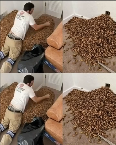 The Odd Scent Guided Him to the Wall — What He Found Behind It Was Unbelievable