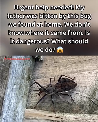 “Steps to Take After Being Bitten by an Assassin Bug”