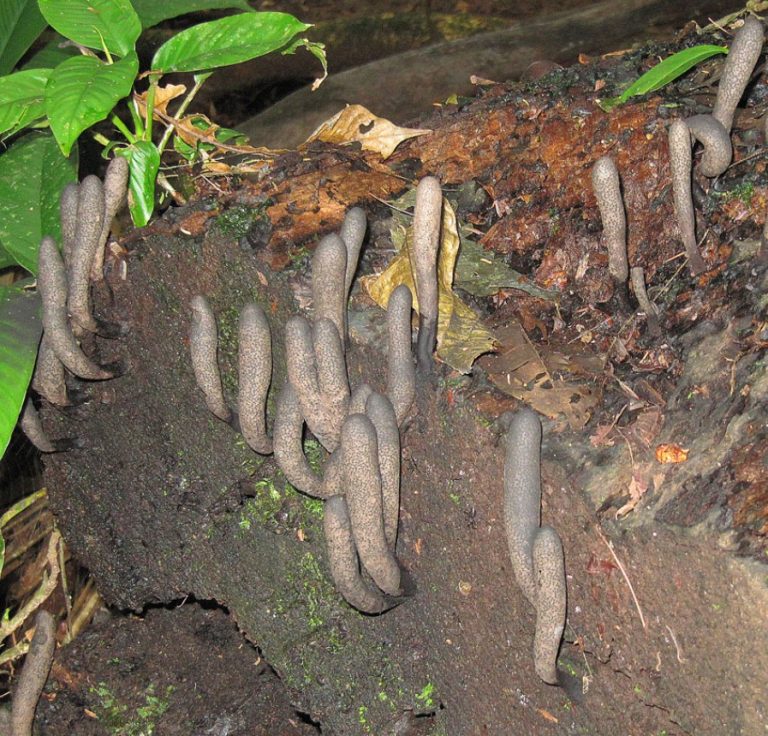 What Is The Strange Fungus That Looks Like a Hand Reaching from the Soil?