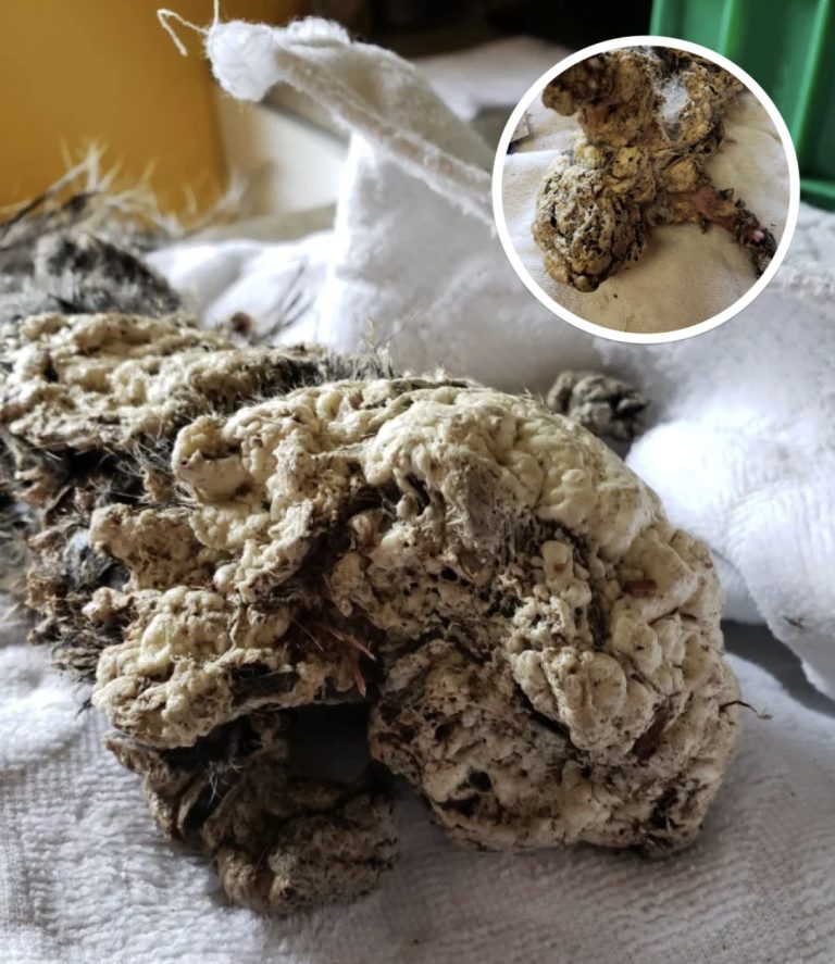 Teens Find Creature Trapped Under Car, Left Stunned When Vet Discovers What It Really Is