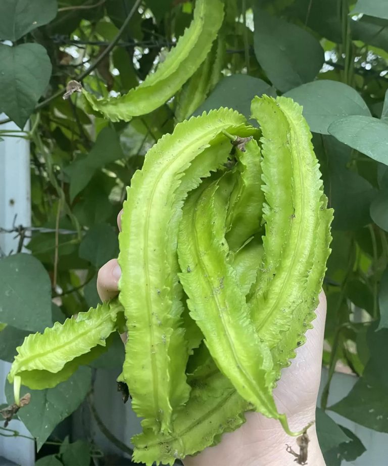 Experts report that consuming winged beans leads to…