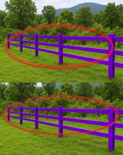 See a Purple Fence? Here’s the Meaning Behind It