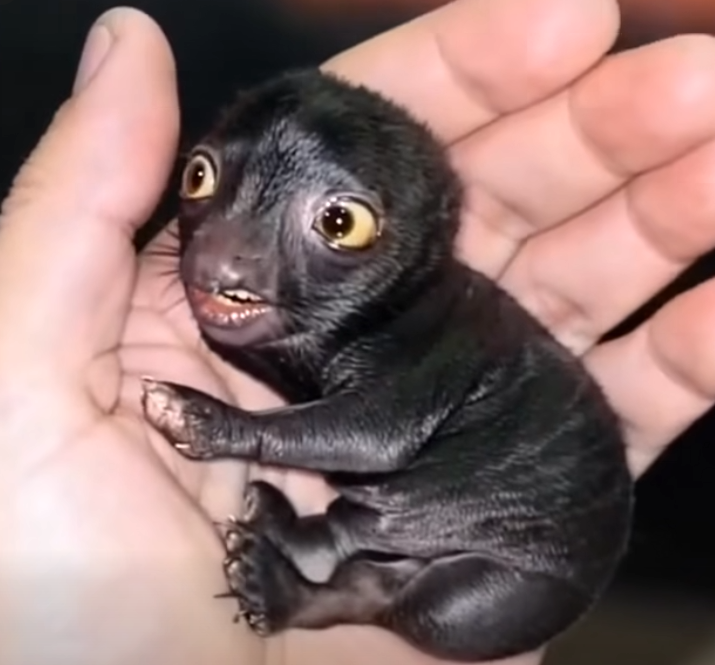 Man brought home a strange creature from the forest. A year later, he was sh0cked by what had grown out of it