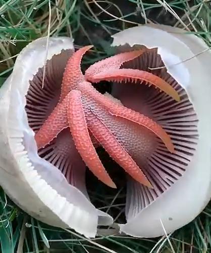 A Slimy, Foul-Smelling Red Thing Appeared in My Yard — I Was Stunned When I Learned What It Really Was