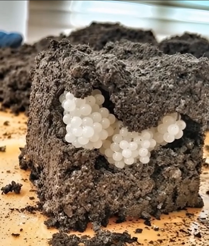 Strange White Balls Appeared in the Garden – The Discovery Was Unexpected