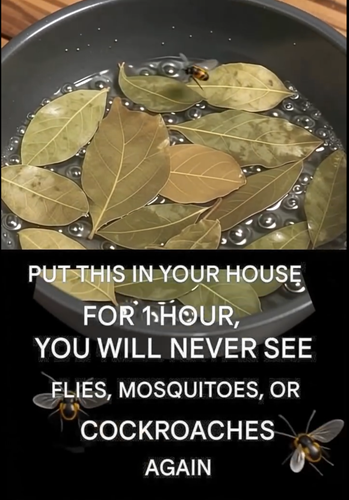 Natural Pest Control: Gentle Ways to Keep Your Home Bug-Free