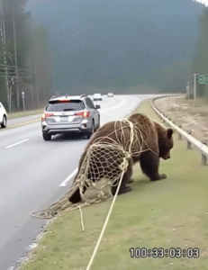 As I was driving, I came upon a bear trapped in a net, unable to break loose.