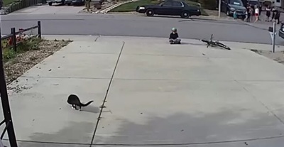 A Camera Set Up for a Disabled Cat Captures Something Unexpected