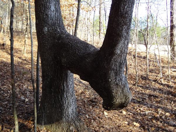 Spot a Bent Tree in the Forest? Here’s Why You Should Look Around Right Away