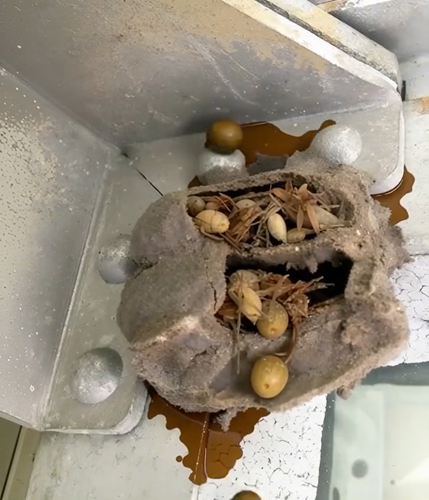 What I Found in the Forgotten Corner of My Garage Surprised Me