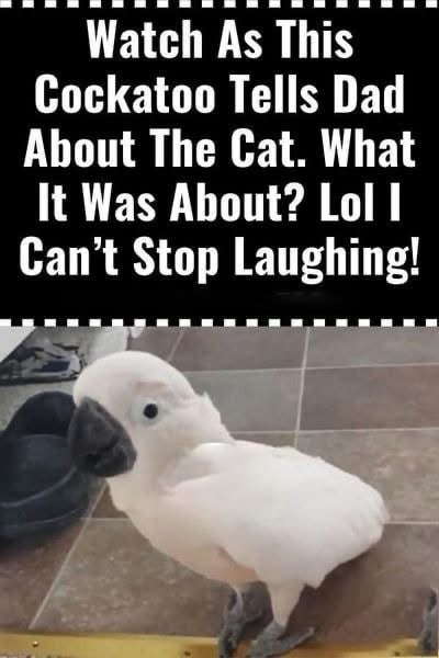 Watch As This Cockatoo Tells Dad About The Cat. What It Was About?