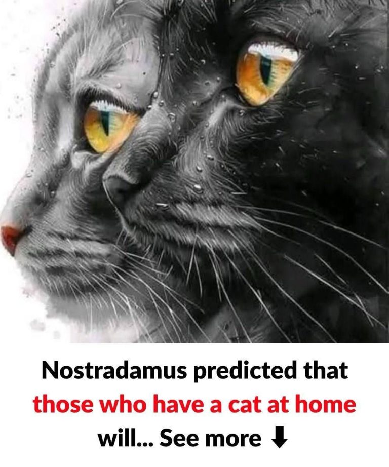 The Surprising Spiritual Meaning of Your Cat: Did Nostradamus Leave Us a Clue?