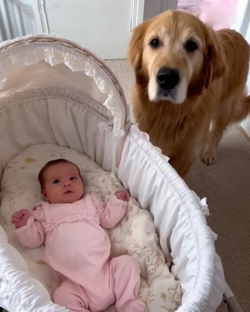 We Almost Gave Away Our Golden Retriever — Until a Hidden Camera Revealed the Truth