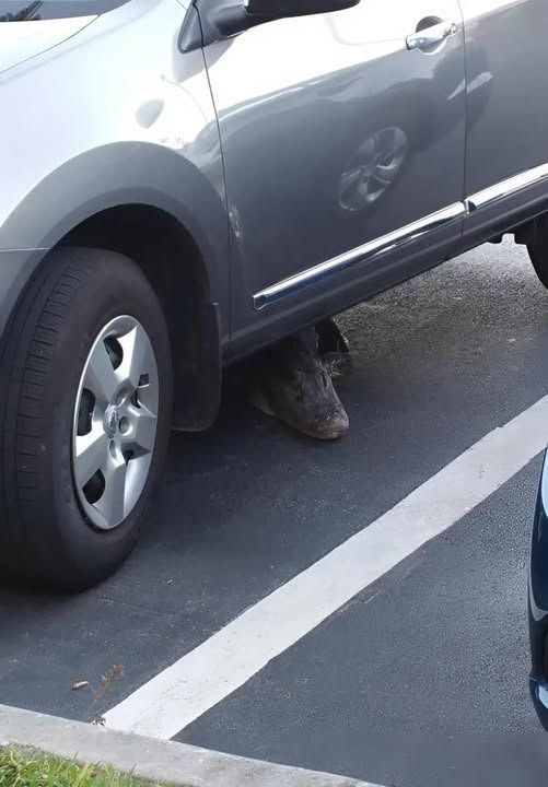 This morning I noticed something strange under the car that was moving: I was terrified when I realized what it was