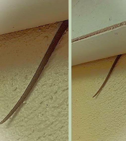 What’s That Hanging From the Ceiling? Online User Shares Creepy Discovery