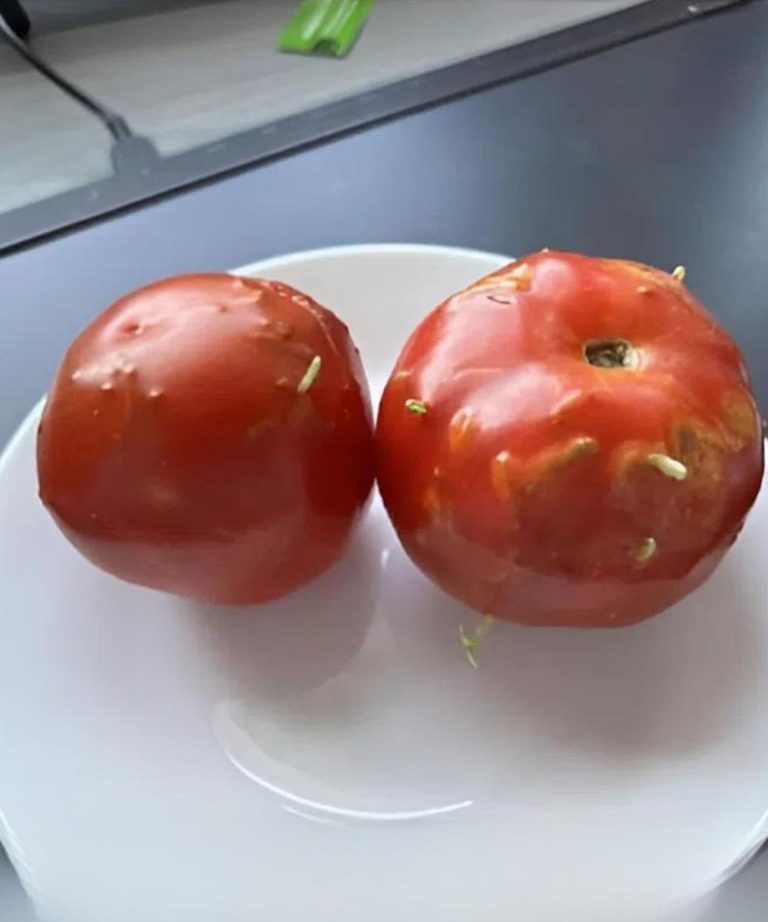 Unexpected Turn: Rotten Tomatoes Lead to a Surprising Find in My Kitchen