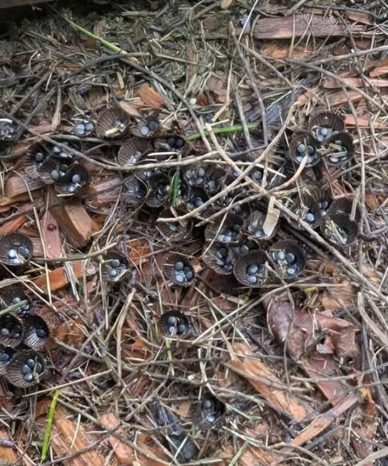 We noticed something unusual in a friend’s garden, and discovering what it was completely amazed us