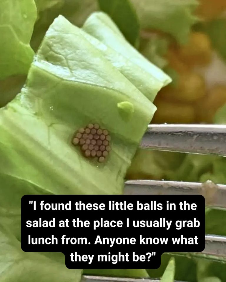 She Believed It Was Quinoa, Until a Closer Inspection Shocked Her