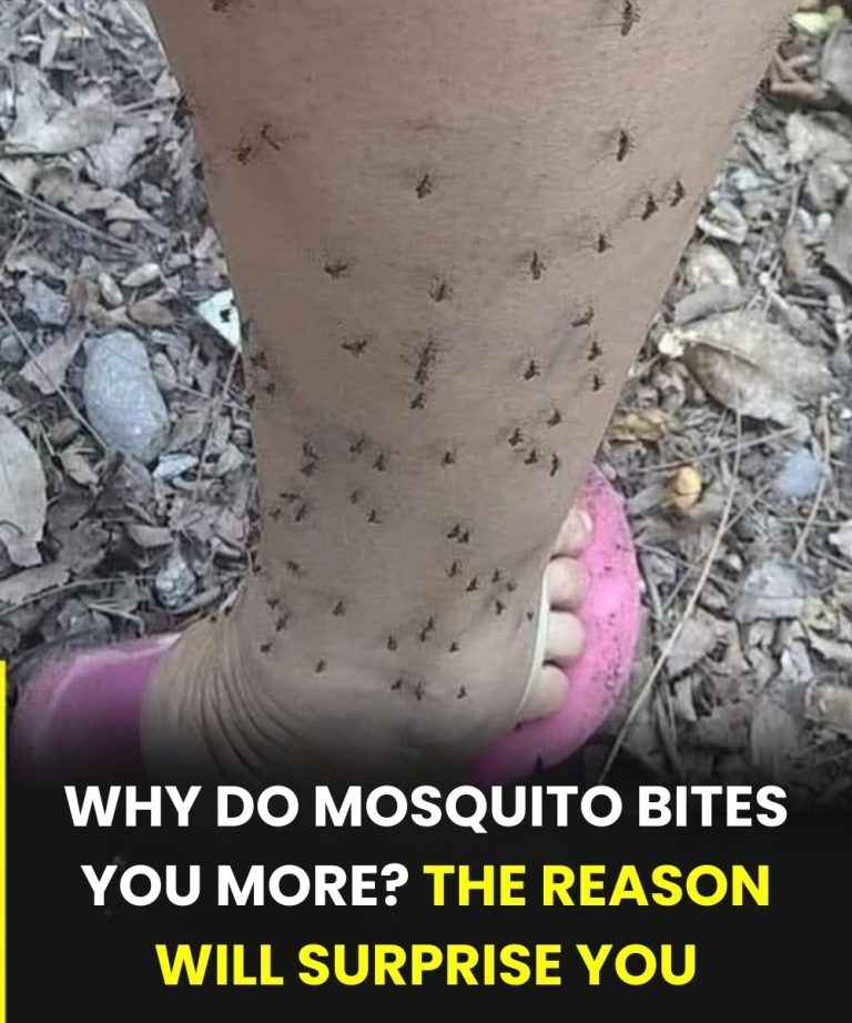 Why Mosquitoes Always Seem to Bite the Same People