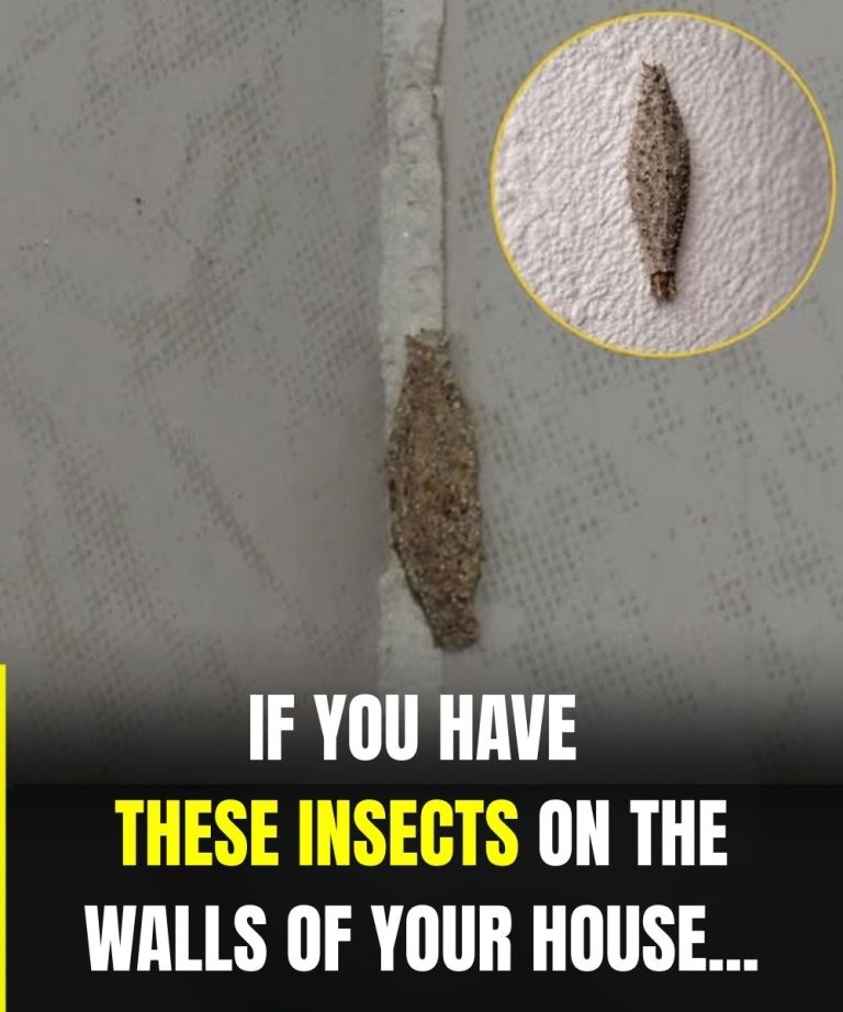 The Most Common Places This Insect Hides Inside Your Home