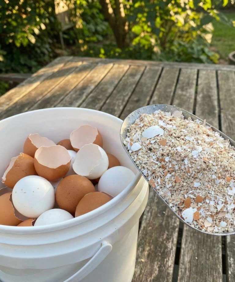Most People Toss Eggshells, But Boiling Them Solves This Common Household Problem