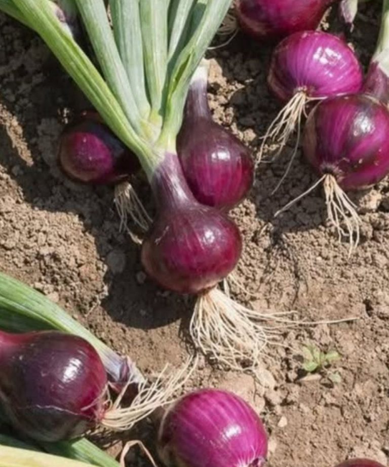 Doctors Reveal That Eating Onions at Night Affects Sleep in Surprising Ways