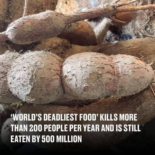 World’s deadliest food’ kills more than 200 people per year and is still eaten by 500 million