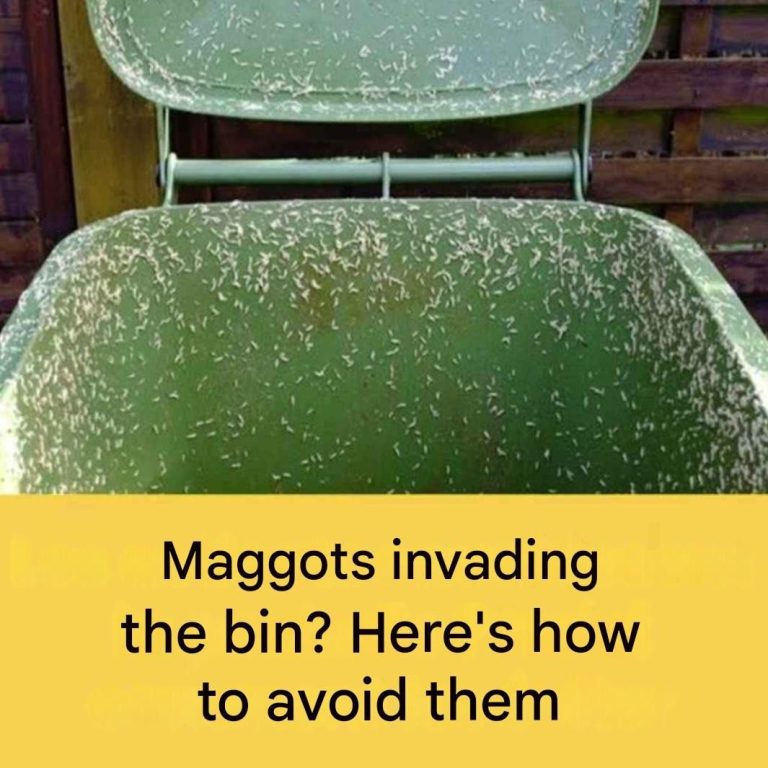 4 effective tips for eliminating maggots in your outdoor trash can