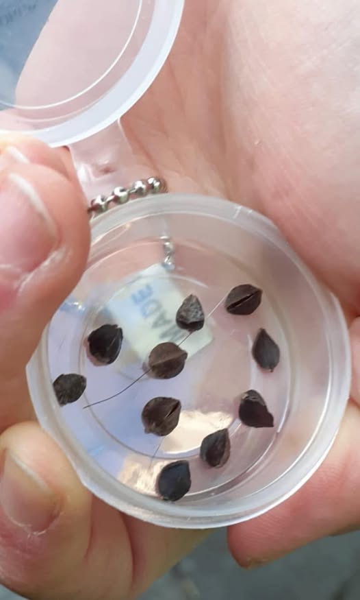 Strange Seed-Like Objects in Your Bed? Here’s the Surprising Truth!