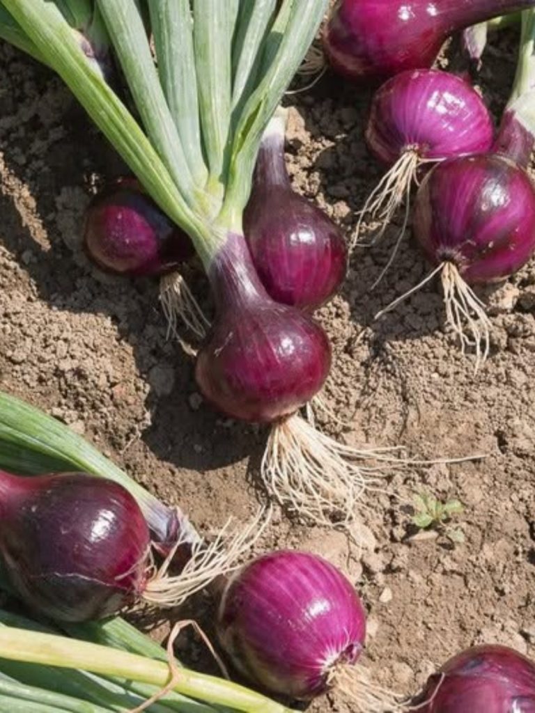 Doctors Reveal: The Surprising Health Benefits (and Hidden Risks) of Eating Onions Daily
