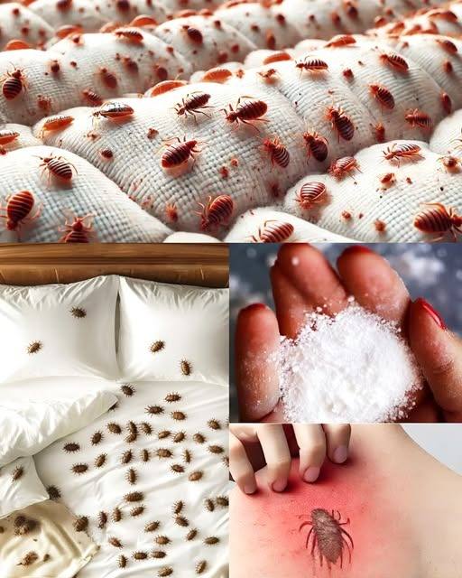 Bed bugs at home: 5 tips to get rid of them without toxic products
