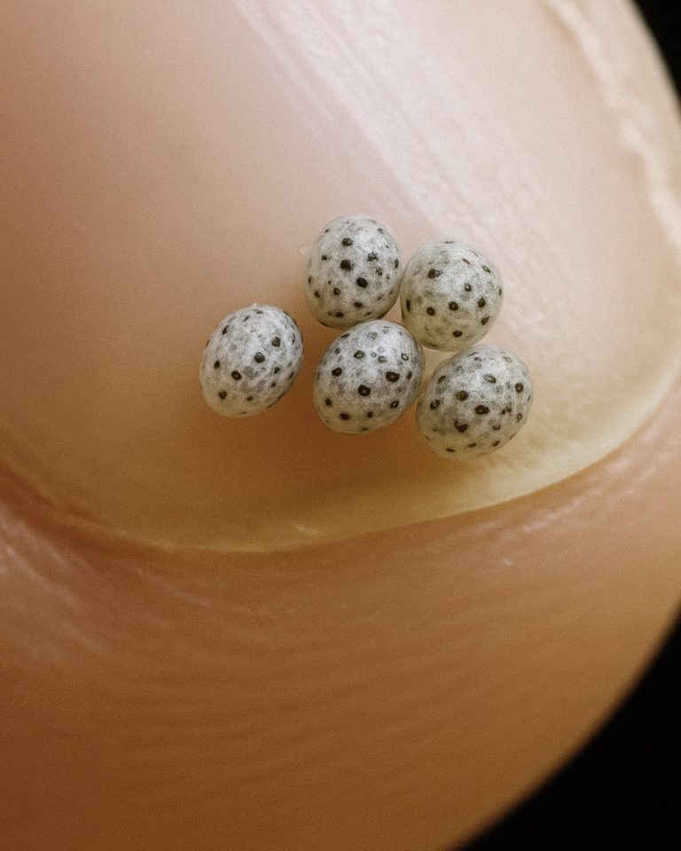 We ordered a salad, but there were tiny black specks in the food – we went straight to the hospital