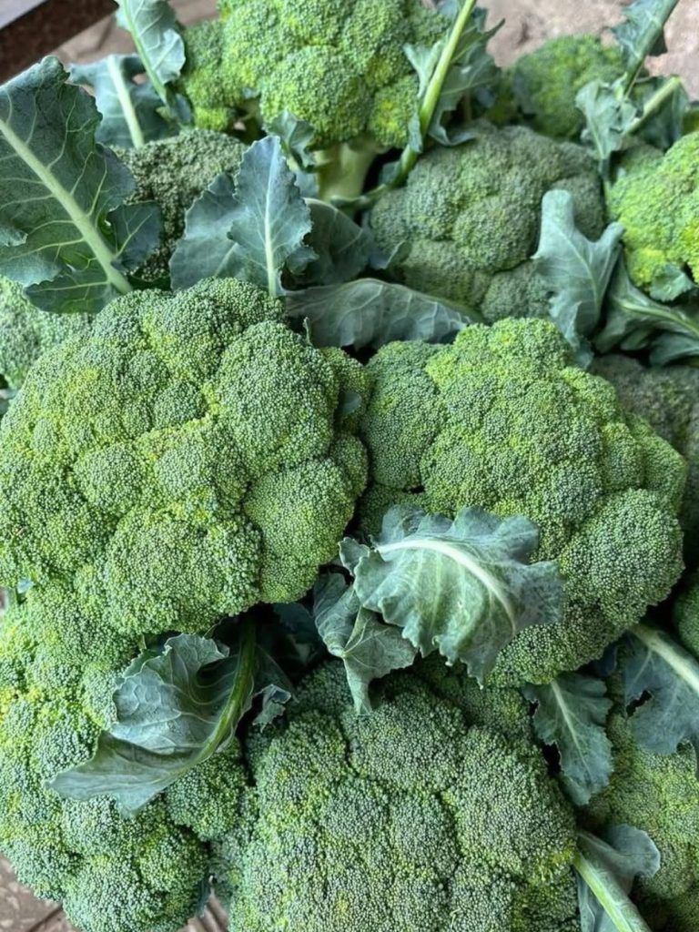 Doctors Reveal That Green Broccoli Causes… (The Surprising Side Effects You Should Know)