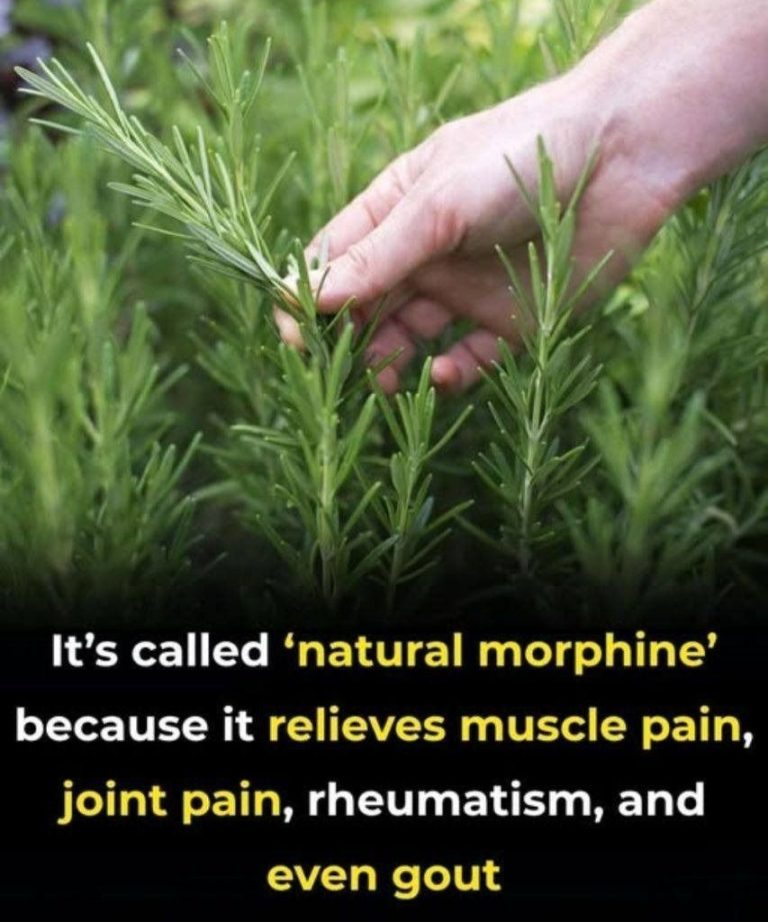 The Benefits of Rosemary for Older Adults: Nature’s Help for Healthy Aging
