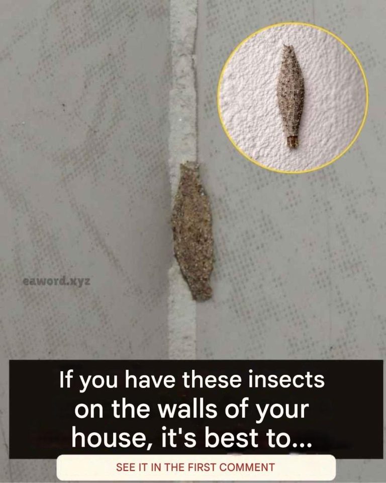 I didn’t know what this was